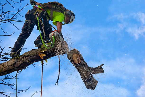 Trusted Carnesville, GA Tree Care Experts